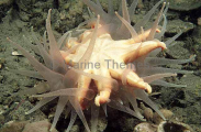 Anemone eating starfish.