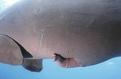 Dugong (Dugong dugon)