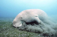 Dugong (Dugong dugon)