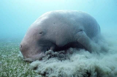 Dugong (Dugong dugon)