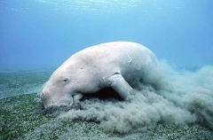 Dugong (Dugong dugon)