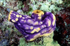 Solitary Ascidian (Polycarpa aurata)