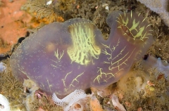 Julinea Tunicate (Phallusia julinea)