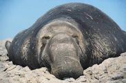 Northern Elephant Seal (Mirounga angustirostris)