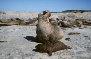 Northern Elephant Seal (Mirounga angustirostris)