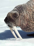 Atlantic Walrus (Odobenus rosmarus rosmarus)