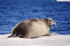 Bearded Seal (Erignathus barbatus)