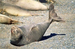 Southern Elephant Seal (Mirounga leonina)