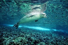 Hawaiian Monk Seal (Monachus schauinslandi)