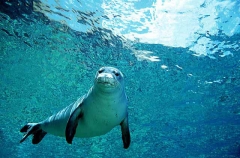 Hawaiian Monk Seal (Monachus schauinslandi)