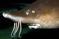 White Sturgeon (Acipenser transmontanus)