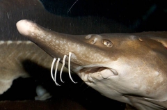 White Sturgeon (Acipenser transmontanus)