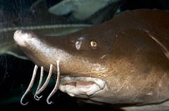 White Sturgeon (Acipenser transmontanus)