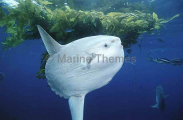 Ocean Sunfish (Mola mola)