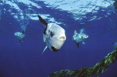 Ocean Sunfish (Mola mola) aggregation showing mouth and teeth detail ...