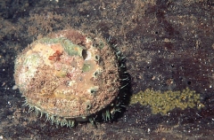 Greenlip Abalone (Haliotis laevigata)