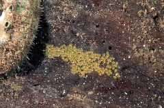 Greenlip Abalone (Haliotis laevigata)