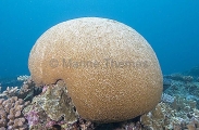 Favia Coral (Favia sp.)