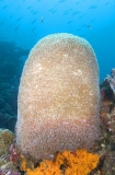Lichtenstein's Bubble Coral (Physogyra lichtensteini)