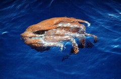 Remains of giant deep water Octopus, possibly Seven-arm Octopus (Haliphron atlanticus)