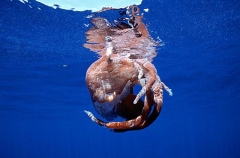 Remains of giant deep water Octopus, possibly Seven-arm Octopus (Haliphron atlanticus)