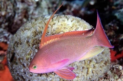 Scalefin Anthias (Pseudanthias squamipinnis)