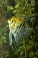 Freshwater Angelfish (Pterophyllum scalare)