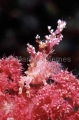 Soft Coral Crab (Hoplophrys Oatesii)