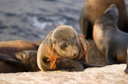 Australian Fur Seal (Arctocephalus pusillus doriferus)