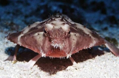 Ruby-lipped Batfish (Ogcocephalus porrectus)