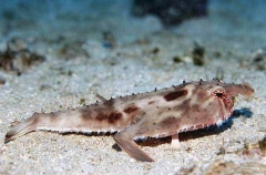 Ruby-lipped Batfish (Ogcocephalus porrectus)