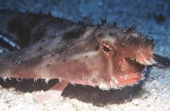 Ruby-lipped Batfish (Ogcocephalus porrectus)