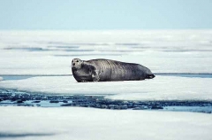 Bearded Seal (Erignathus barbatus)