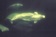 Beluga Whales (Delphinapterus leucas)