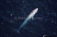Pygmy Blue Whale (Balaenoptera musculus brevicauda)