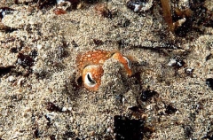 Southern Bottletail Squid (Sepiadarium austrinum)