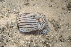 Striped Pyjama Squid (Sepioloidea lineolata)