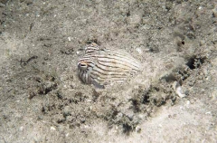 Striped Pyjama Squid (Sepioloidea lineolata)