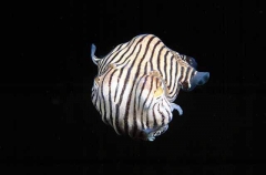 Striped Pyjama Squid (Sepioloidea lineolata)