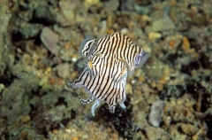 Striped Pyjama Squid (Sepioloidea lineolata)