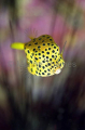 Yellow Boxfish (Ostracion cubicus)