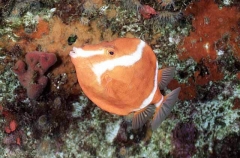 White Barred Boxfish (Anoplocapros lenticularis)