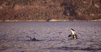 Killer Whales (Orcinus orca)