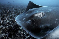 Smooth Stingray (Dasyatis brevicaudata)