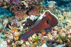 Day Octopus (Octopus cyanea)