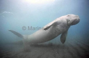 Dugong (Dugong dugon)