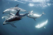 Dusky Dolphins (Lagenorhynchus obscurus)