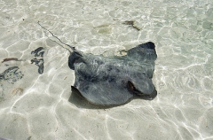 Southern Eagle Ray (Myliobatis australis)