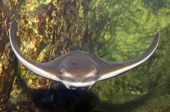 Japanese Eagle Ray (Myliobatis tobijei)