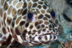 Longfin Grouper (Epinephelus quoyanus)